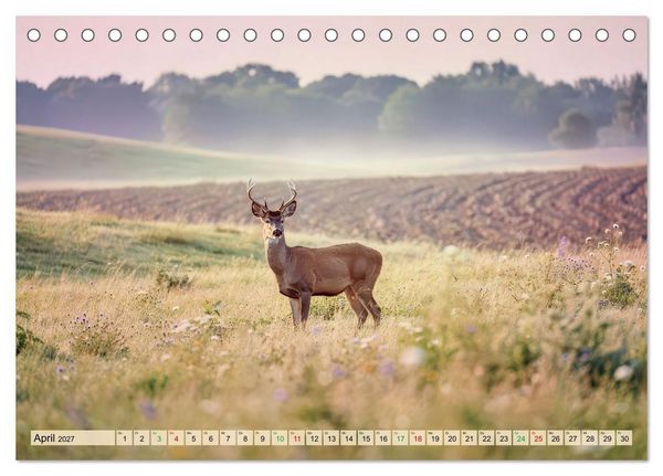 Produktbild: Zwischen den Feldern (Tischkalender 2027 DIN A5 quer), CALVENDO Monatskalender
