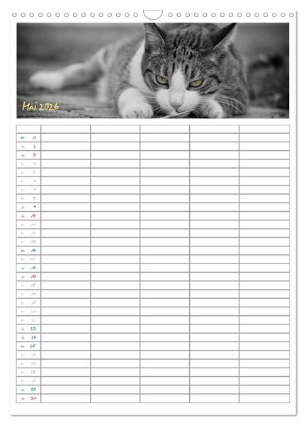 Produktbild: Miezekatzen Planungskalender (Wandkalender 2026 DIN A3 hoch), CALVENDO Monatskalender