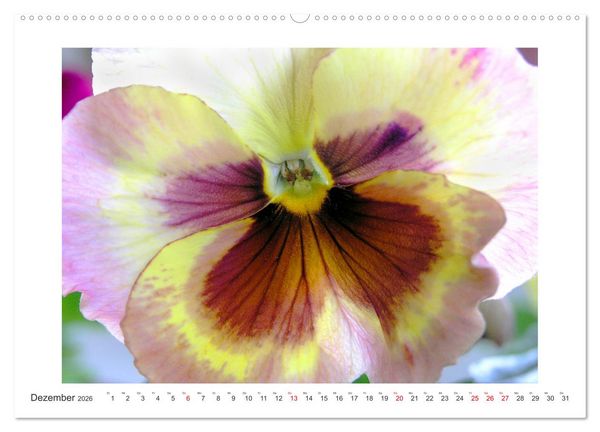 Produktbild: Veilchengew&auml;chse - Stiefm&uuml;tterchen und Hornveilchen (hochwertiger Premium Wandkalender 2026 DIN A2 quer), Kunstdruck in Hochglanz