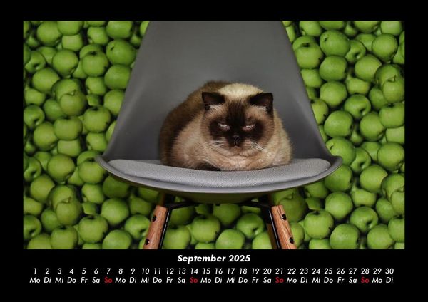 Produktbild: F&uuml;r Katzenfreunde 2025 Fotokalender DIN A3