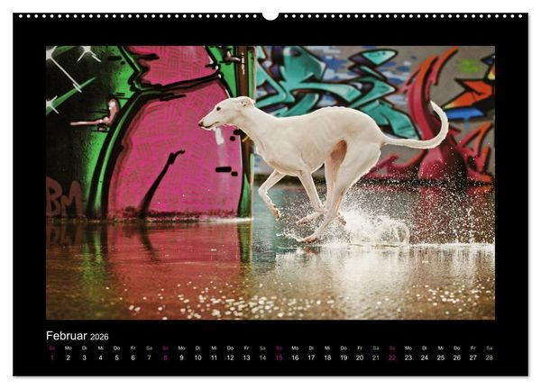 Produktbild: Windhund bunt (Wandkalender 2026 DIN A2 quer), CALVENDO Monatskalender
