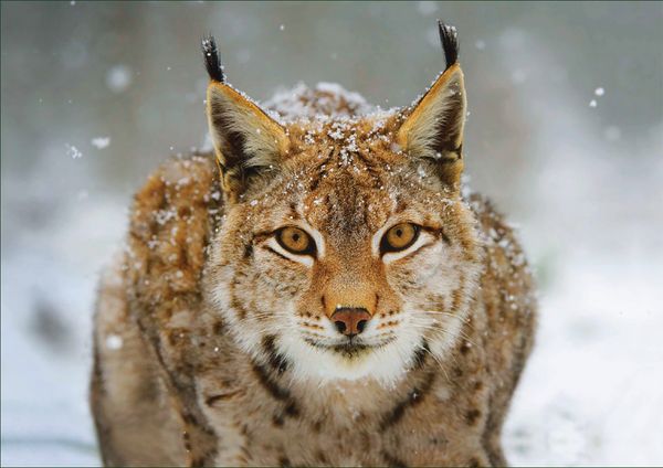 Produktbild: Luchs &ndash; Puzzle