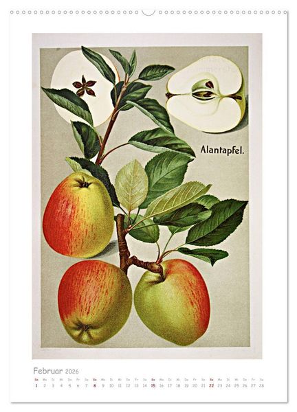 Produktbild: &Auml;pfel/Appels. Alte ostfriesische Sorten (hochwertiger Premium Wandkalender 2026 DIN A2 hoch), Kunstdruck in Hochglanz