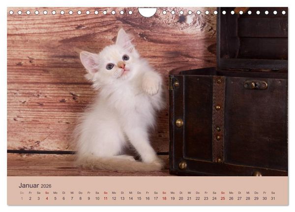 Produktbild: Flauschige Ragdoll Kitten (Wandkalender 2026 DIN A4 quer), CALVENDO Monatskalender