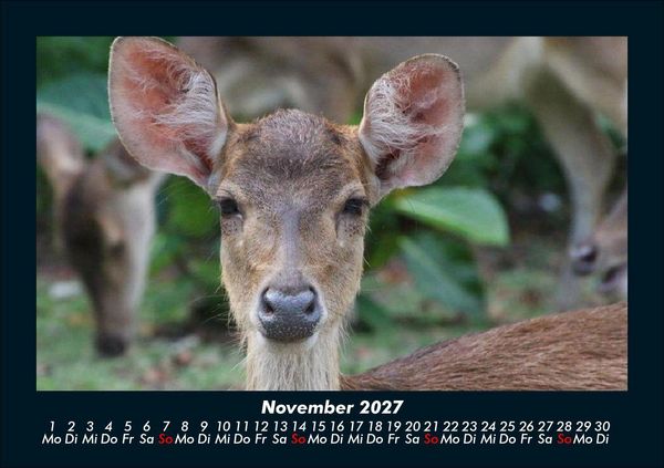 Produktbild: Der Tierkalender 2027 Fotokalender DIN A5