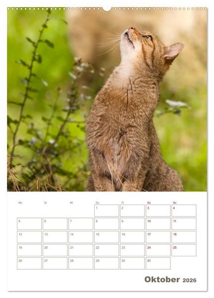 Produktbild: Europ&auml;ische Wildkatzen - Jahresplaner (Wandkalender 2026 DIN A2 hoch), CALVENDO Monatskalender