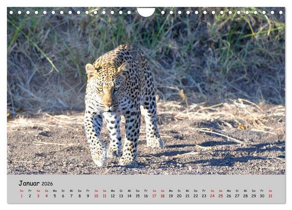 Produktbild: Leoparden - gro&szlig; und klein (Wandkalender 2026 DIN A4 quer), CALVENDO Monatskalender