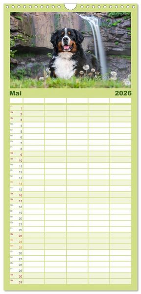 Produktbild: Familienplaner 2026 - Berner Sennenhunde - Traumhunde mit Charme mit 5 Spalten (Wandkalender, 21 x 45 cm) CALVENDO