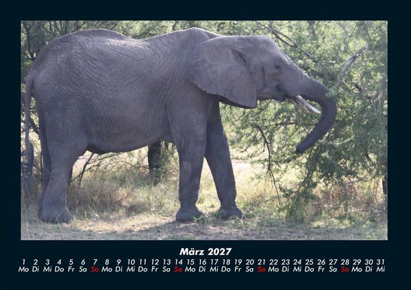Produktbild: Der Elefantenkalender 2027 Fotokalender DIN A4