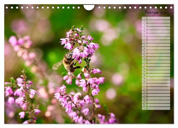 Produktbild: Heidespaziergang (Wandkalender 2026 DIN A4 quer), CALVENDO Monatskalender