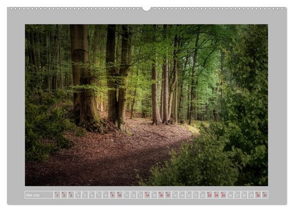 Produktbild: Wald im Licht (Wandkalender 2026 DIN A2 quer), CALVENDO Monatskalender
