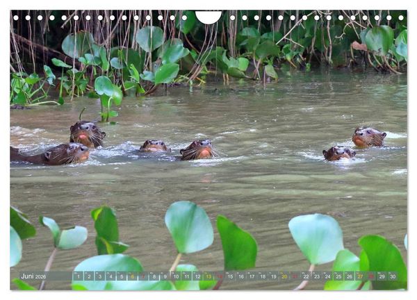 Produktbild: Riesenotter - Flussw&ouml;lfe im Pantanal (Wandkalender 2026 DIN A4 quer), CALVENDO Monatskalender