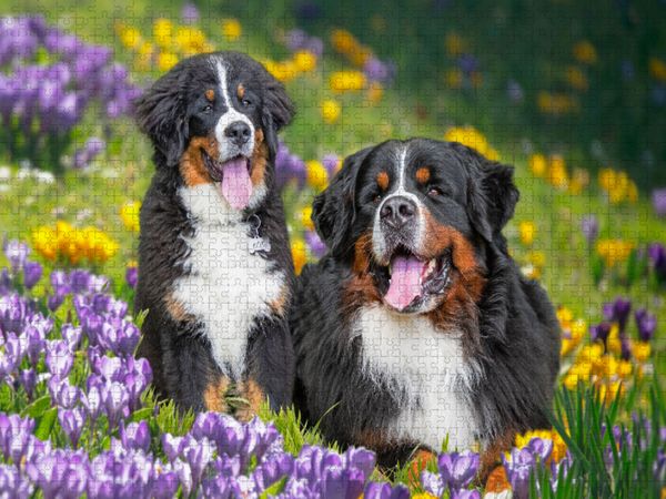 Produktbild: CALVENDO Puzzle Berner Sennenhunde - Endlich Fr&uuml;hling | 1000 Teile Lege-Gr&ouml;&szlig;e 64x48cm Foto-Puzzle f&uuml;r gl&uuml;ckliche Stunden