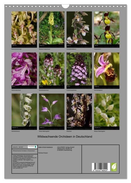 Produktbild: Wildwachsende Orchideen in Deutschland (Wandkalender 2026 DIN A3 hoch), CALVENDO Monatskalender