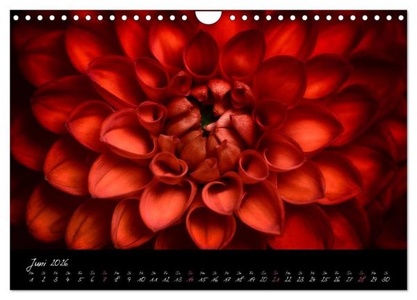 Produktbild: Serenade - Visuelle Musik der Blumen (Wandkalender 2026 DIN A4 quer), CALVENDO Monatskalender