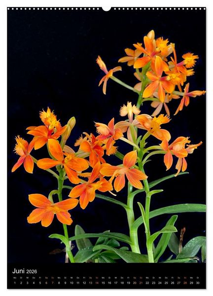 Produktbild: Orchideen - Exoten im Wohnzimmer (Wandkalender 2026 DIN A2 hoch), CALVENDO Monatskalender