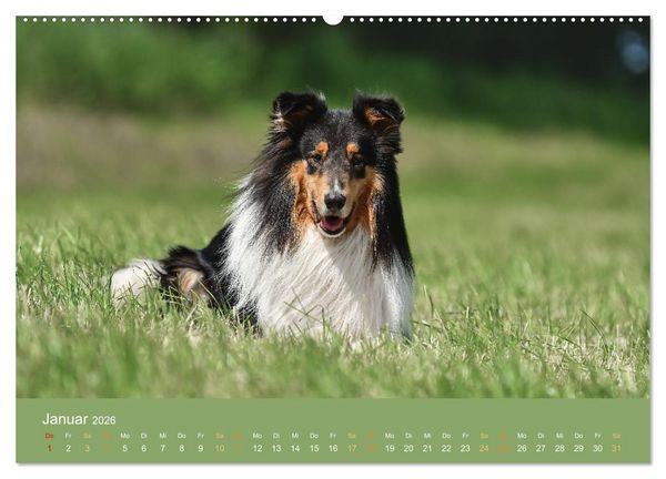 Produktbild: Fantastische Collies - Sieger der Herzen (Wandkalender 2026 DIN A2 quer), CALVENDO Monatskalender