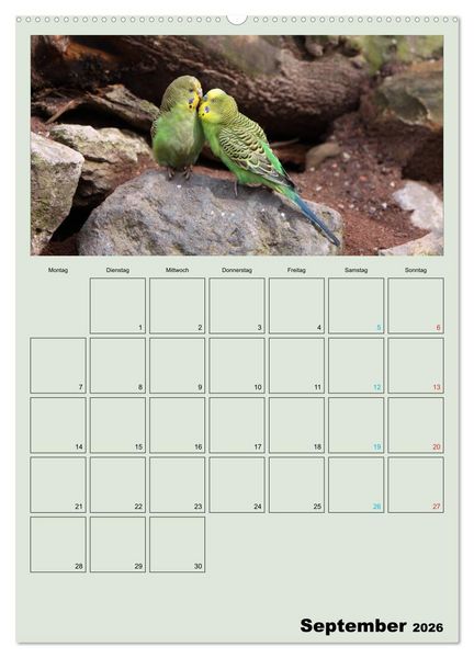 Produktbild: Wellensittiche Terminplaner (hochwertiger Premium Wandkalender 2026 DIN A2 hoch), Kunstdruck in Hochglanz