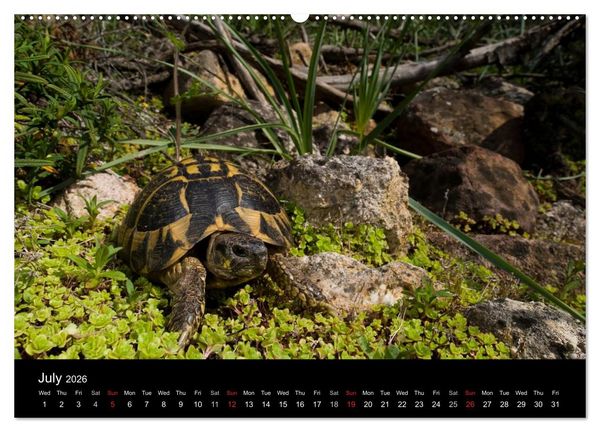 Produktbild: European Tortoises / UK-Version (High Quality Premium Wall Calendar 2026 DIN A2 landscape),CALVENDO 12 Month Wall Calendar