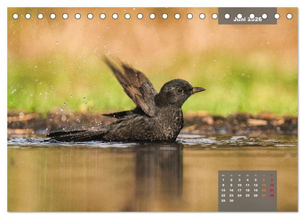 Produktbild: SINGV&Ouml;GEL - Die pr&auml;chtigen S&auml;nger in sch&ouml;nem Ambiente (Tischkalender 2026 DIN A5 quer), CALVENDO Monatskalender