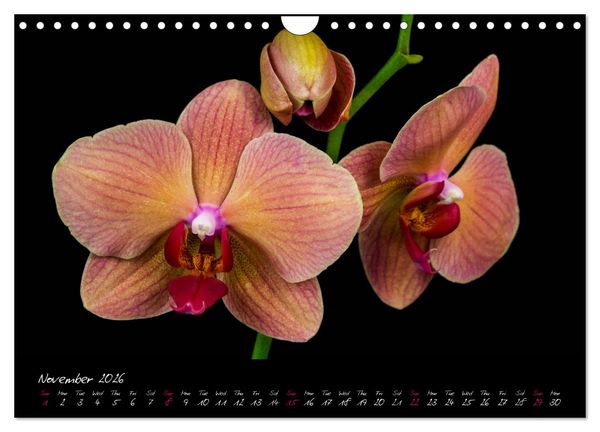 Produktbild: Orchids (Wall Calendar 2026 DIN A4 landscape), CALVENDO 12 Month Wall Calendar