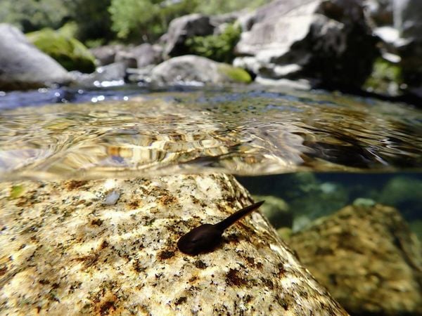 Produktbild: OM System TG-7 black Digitalkamera 12 Megapixel Opt. Zoom: 4 x Schwarz Sto&szlig;fest, Wasserdicht, 4K-Video