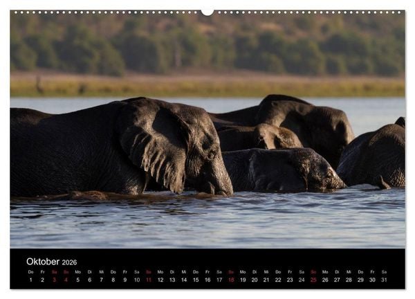 Produktbild: Elefanten - Die sanften Riesen Afrikas (Wandkalender 2026 DIN A2 quer), CALVENDO Monatskalender