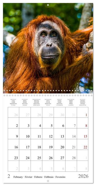 Produktbild: Orangutans in the jungle of Sumatra (Wall Calendar 2026 12 &times; 12 Inch) CALVENDO 12 Month Wall Calendar
