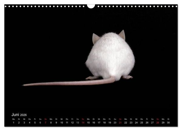 Produktbild: S&uuml;&szlig;e M&auml;use und Coole Ratten (Wandkalender 2026 DIN A3 quer), CALVENDO Monatskalender