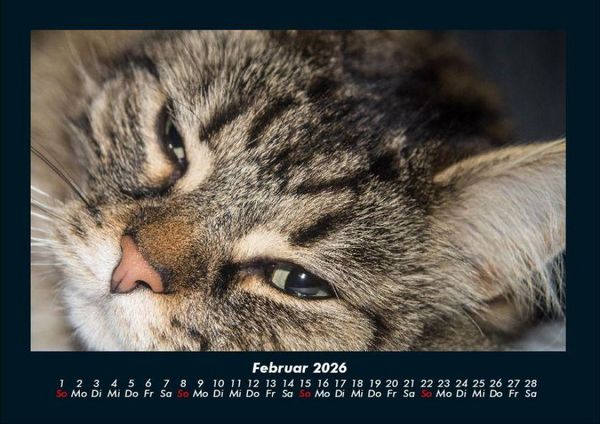 Produktbild: F&uuml;r Katzenfreunde 2026 Fotokalender DIN A4