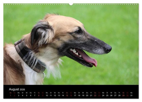 Produktbild: Der Silken Windsprite - ein Seelenhund (hochwertiger Premium Wandkalender 2026 DIN A2 quer), Kunstdruck in Hochglanz