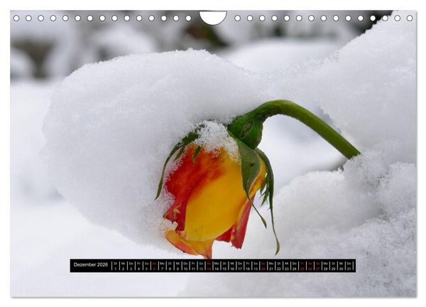Produktbild: Rosen - Parade (Wandkalender 2026 DIN A4 quer), CALVENDO Monatskalender