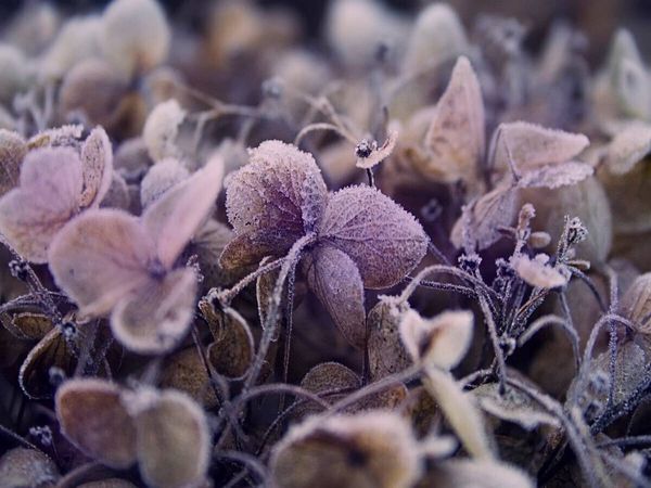 Produktbild: CALVENDO Puzzle Frost auf getrockneten Bl&uuml;ten | 1000 Teile Lege-Gr&ouml;&szlig;e 64x48cm Foto-Puzzle f&uuml;r gl&uuml;ckliche Stunden