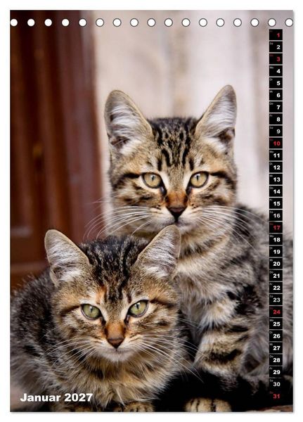 Produktbild: Istanbuls Katzen (Tischkalender 2027 DIN A5 hoch), CALVENDO Monatskalender