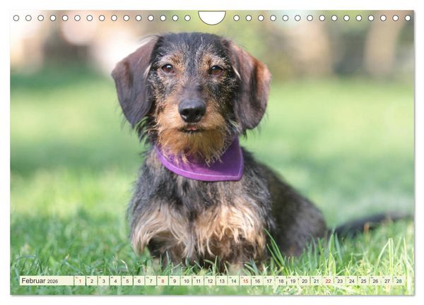 Produktbild: Liebenswerte Rabauken - Rauhaardackel (Wandkalender 2026 DIN A4 quer), CALVENDO Monatskalender