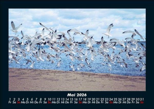 Produktbild: M&ouml;wen 2026 Fotokalender DIN A5
