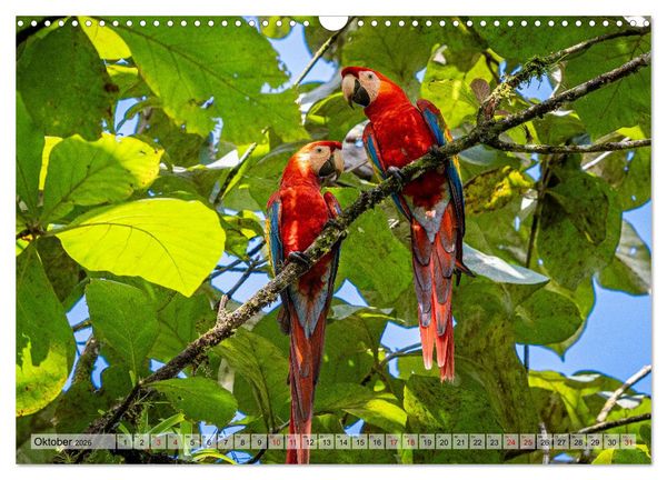 Produktbild: Phantastische Vogelwelt Costa Rica (Wandkalender 2026 DIN A3 quer), CALVENDO Monatskalender