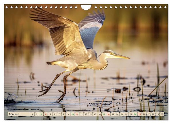 Produktbild: Silberreiher - pure Eleganz (Wandkalender 2027 DIN A4 quer), CALVENDO Monatskalender