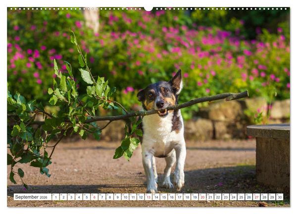 Produktbild: Jack Russell - Klein, aber oho! (Wandkalender 2026 DIN A2 quer), CALVENDO Monatskalender