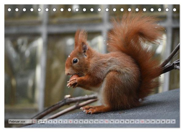 Produktbild: Eichh&ouml;rnchen-Spa&szlig; (Tischkalender 2026 DIN A5 quer), CALVENDO Monatskalender