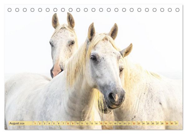 Produktbild: Die wilden Pferde der Camargue (Tischkalender 2026 DIN A5 quer), CALVENDO Monatskalender