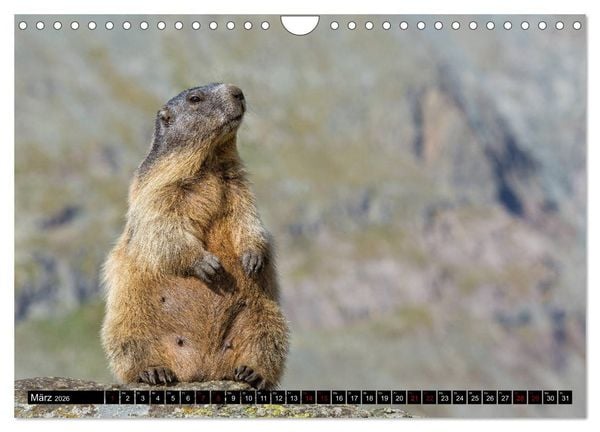 Produktbild: Nationalpark Gran Paradiso (Wandkalender 2026 DIN A4 quer), CALVENDO Monatskalender