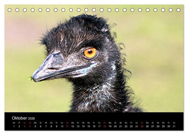 Produktbild: Strau&szlig;en-Kalender 2026 (Tischkalender 2026 DIN A5 quer), CALVENDO Monatskalender