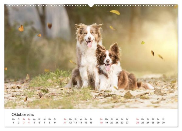 Produktbild: Border Collie - Bunt und clever! (hochwertiger Premium Wandkalender 2026 DIN A2 quer), Kunstdruck in Hochglanz