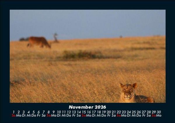 Produktbild: L&ouml;wen in der Wildnis 2026 Fotokalender DIN A5