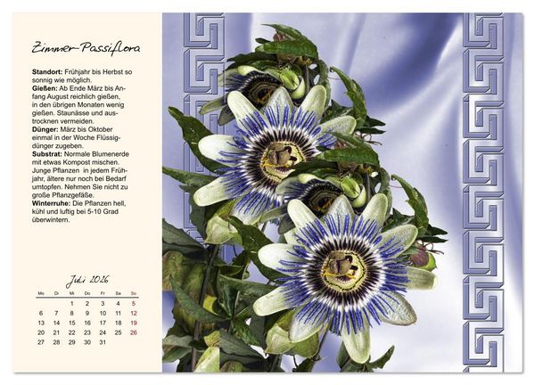 Produktbild: Bl&uuml;tenpracht am Fenster (Wandkalender 2026 DIN A3 quer), CALVENDO Monatskalender