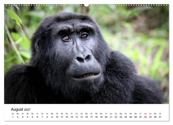 Produktbild: UGANDA - Berggorillas & Chimps (hochwertiger Premium Wandkalender 2027 DIN A2 quer), Kunstdruck in Hochglanz