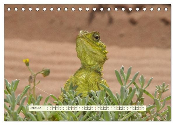 Produktbild: Reptilien des s&uuml;dlichen Afrikas (Tischkalender 2026 DIN A5 quer), CALVENDO Monatskalender