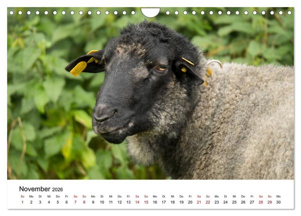 Produktbild: Alte Nutztierrassen 2026 (Wandkalender 2026 DIN A4 quer), CALVENDO Monatskalender