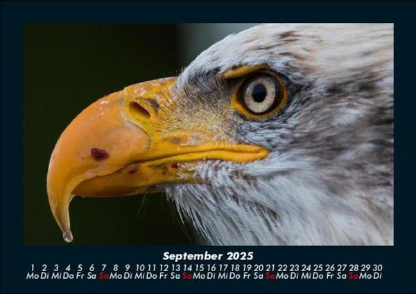 Produktbild: Welt der V&ouml;gel 2025 Fotokalender DIN A5